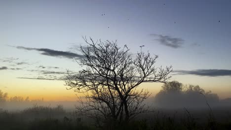 atmospheric sunset in a foggy meadow