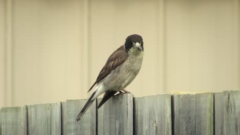 Butcherbird-Posado-En-La-Valla-Y-Luego-Vuela-Fuera-De-Australia-Gippsland-Victoria-Maffra