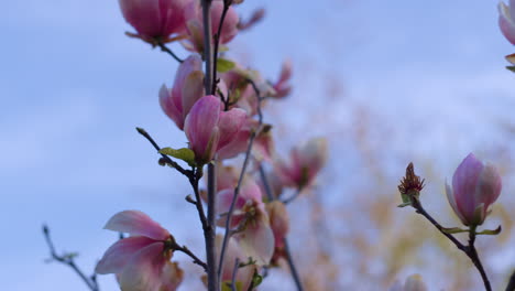 Rosa-Blumen-Blühen-Vor-Blauem-Wolkenlosem-Himmel.-Ruhiger-Floraler-Hintergrund.