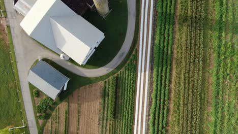 top down aerial of amish family farm in pennsylvania, usa, straight long rows of vegetable produce plants in garden, barns, silos on summer day, farm to table produce concept