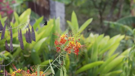 colibrí verde filmado en cámara lenta alimentándose de flores de naranja en un entorno tropical