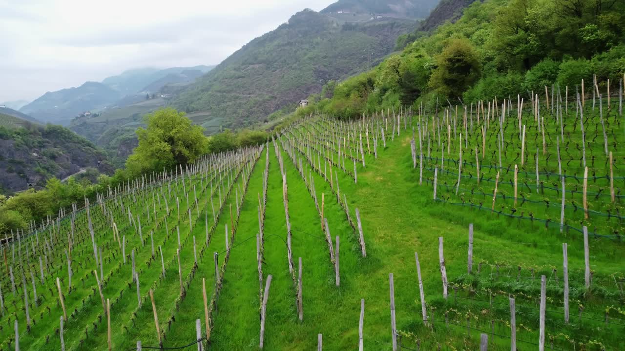 Hilly landscape with growing grapes on green hillside, aerial view