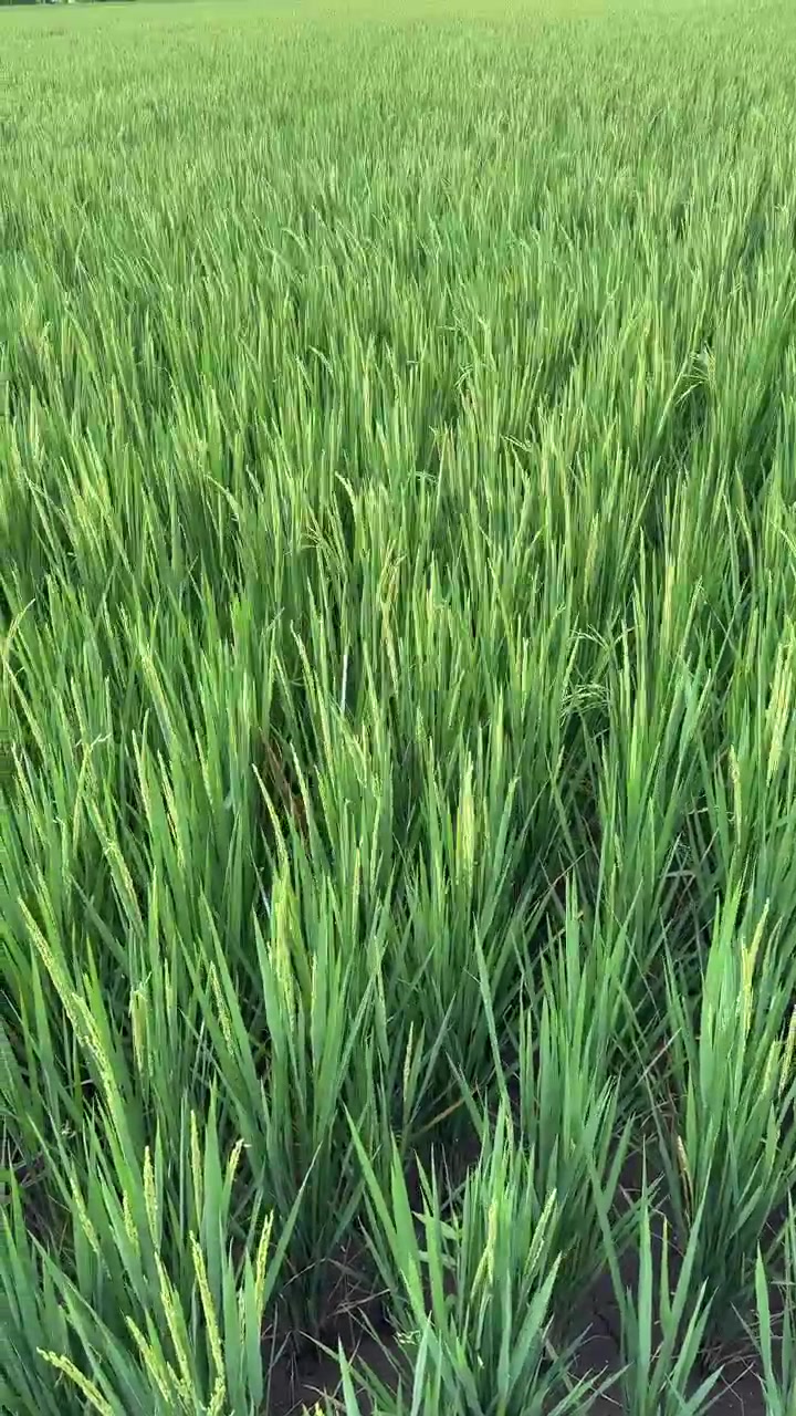 Risaia di un verde vivido che ondeggia dolcemente nel vento