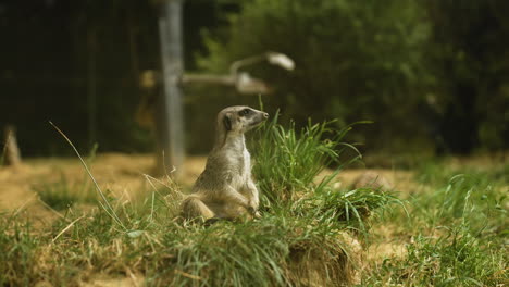 Meerkat-habitat-inside-a-zoo,-selective-focus