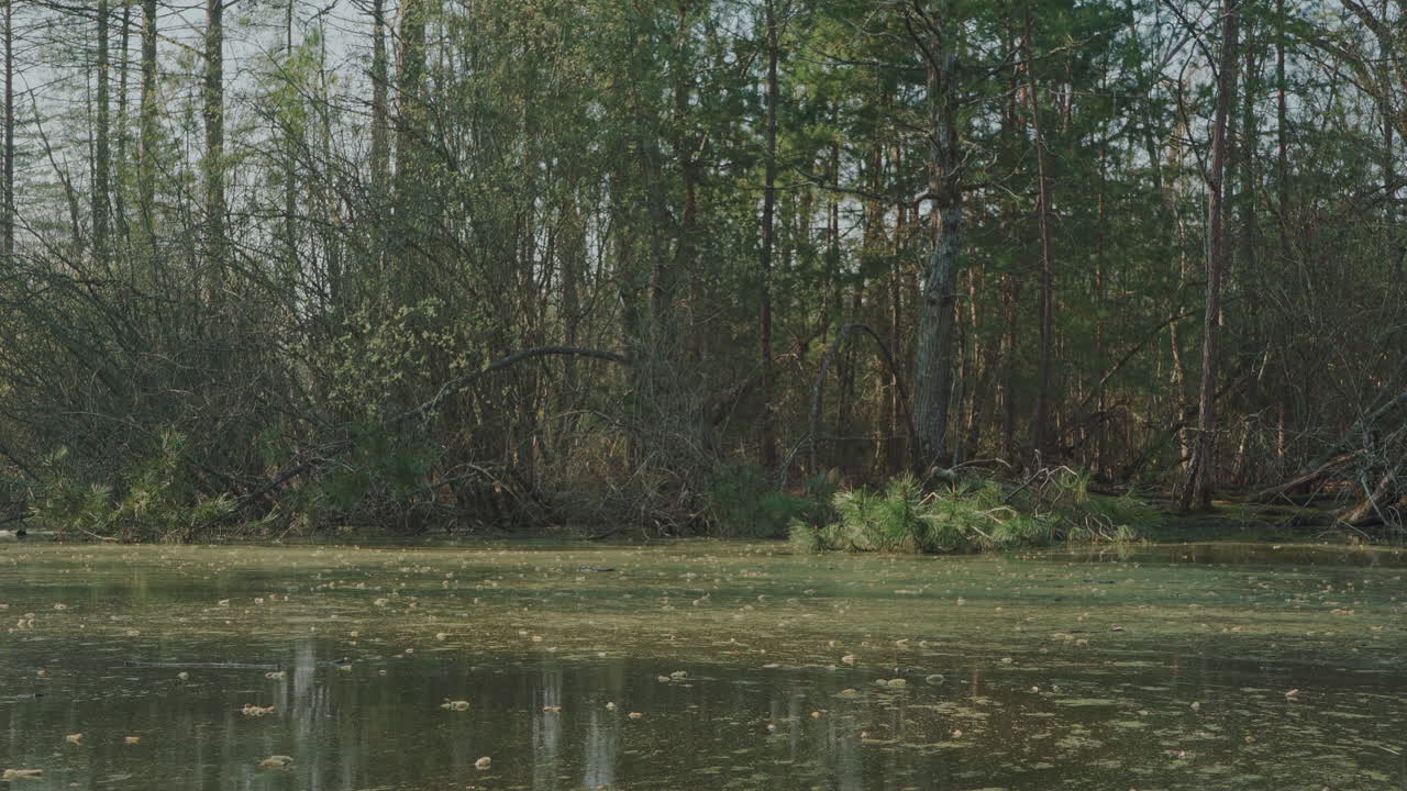 A static shot of swamp water moving in front of a tree filled shore