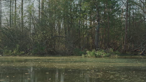 A-static-shot-of-swamp-water-moving-in-front-of-a-tree-filled-shore