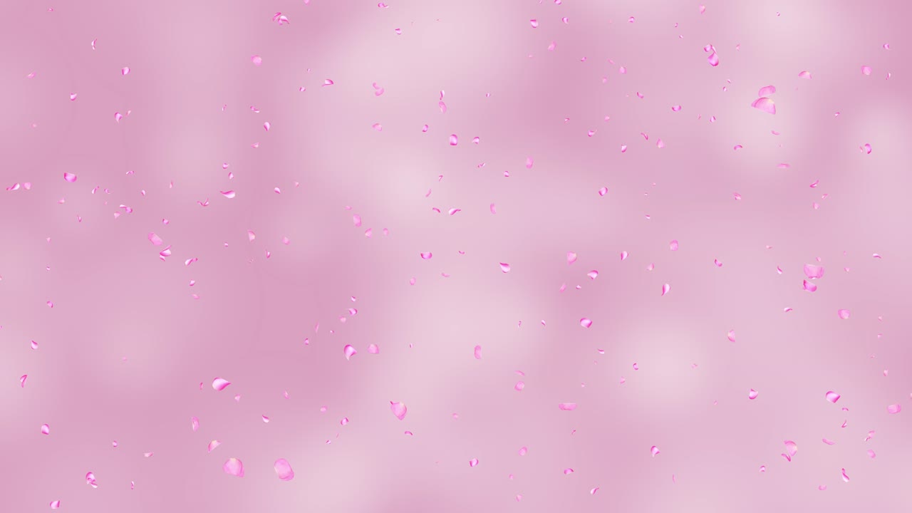 Pink Petals Falling on a Pink Background, Green Screen