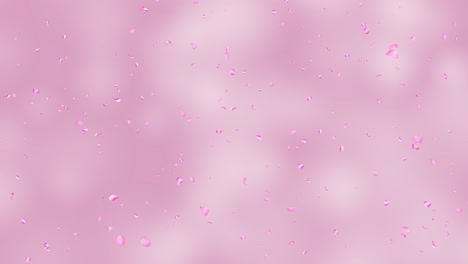 pink petals falling on a pink background, green screen