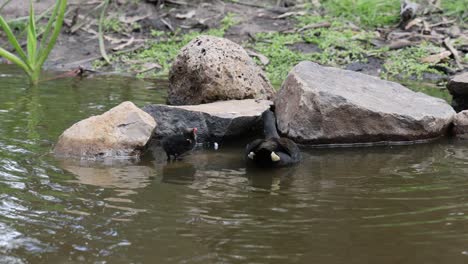 dos aves interactuando cerca de las rocas en el agua