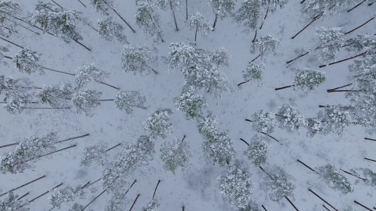 Vista aerea rotante dall'alto di una foresta di pini innevata - paesaggio invernale, 4K.