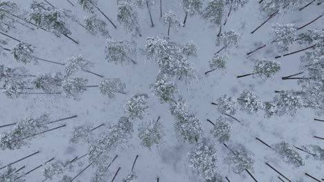 Aerial top-down rotating view of snow-covered pine forest - winter scenery, 4K