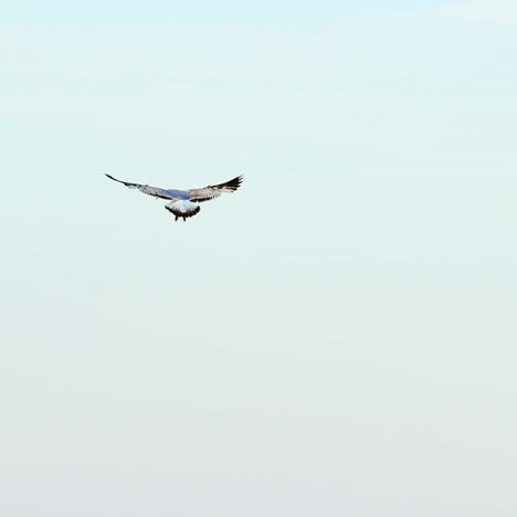 beautiful view of seagull flying above the sea. gull flies in the sky and turns down to the blue water. seagull in the air.