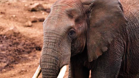 Closeup-Of-African-Savanna-Elephant-Walking-On-Muddy-Landscape-In-Aberdare-National-Park,-Kenya