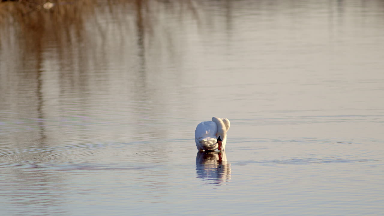 Intimate moments of swan courtship in cinematic slow motion at sunrise.