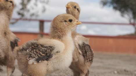 chirping baby chicks gathering together on a sunny rural farm