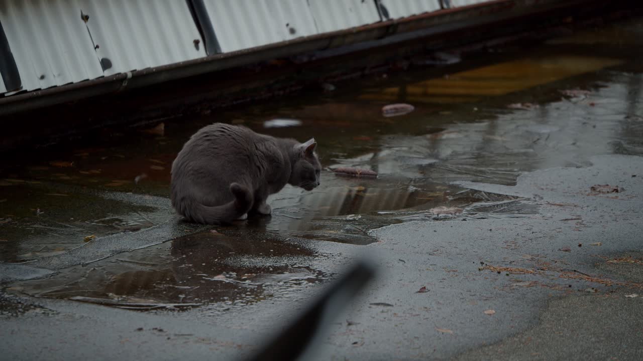 gato cinza bebendo de uma poça de gelo em um telhado