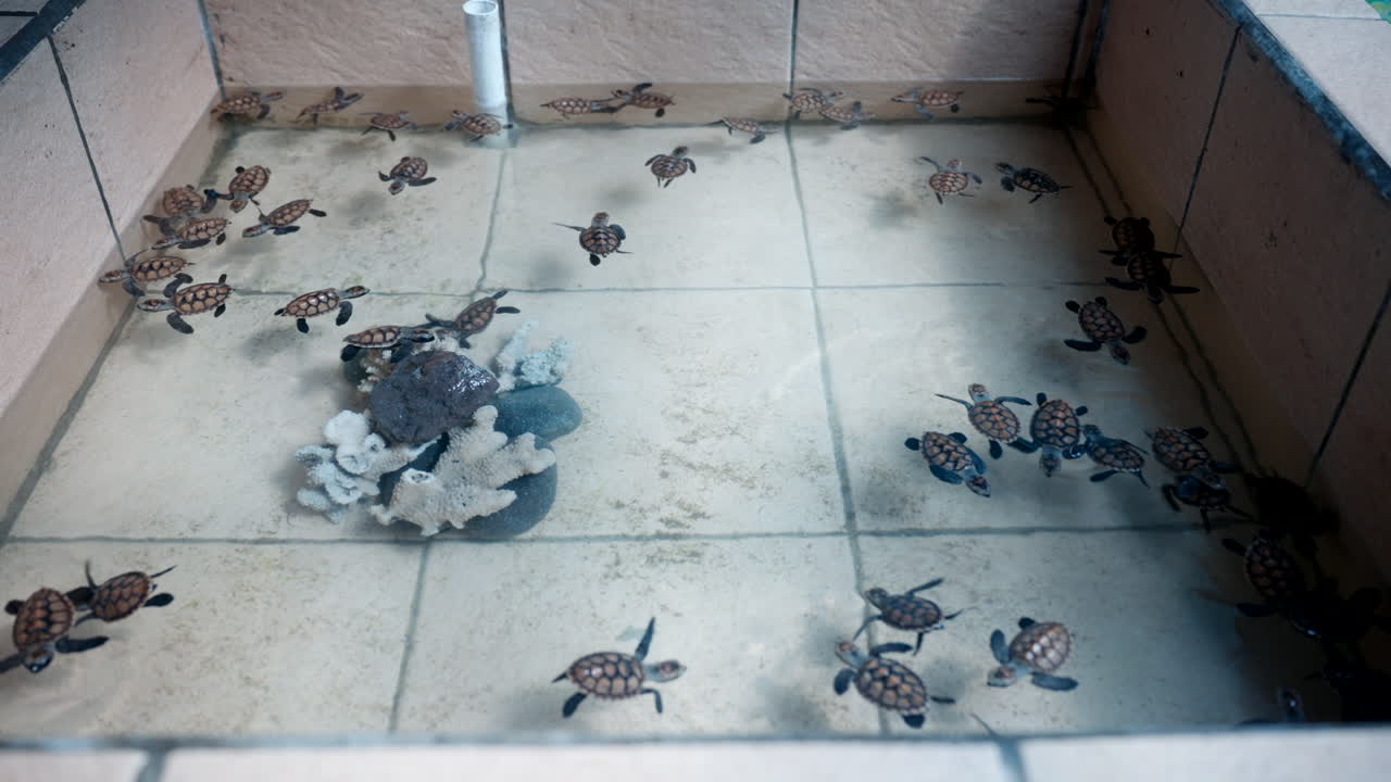 pequeño estanque poco profundo, instalación de conservación de tortugas falcón, recién nacidas