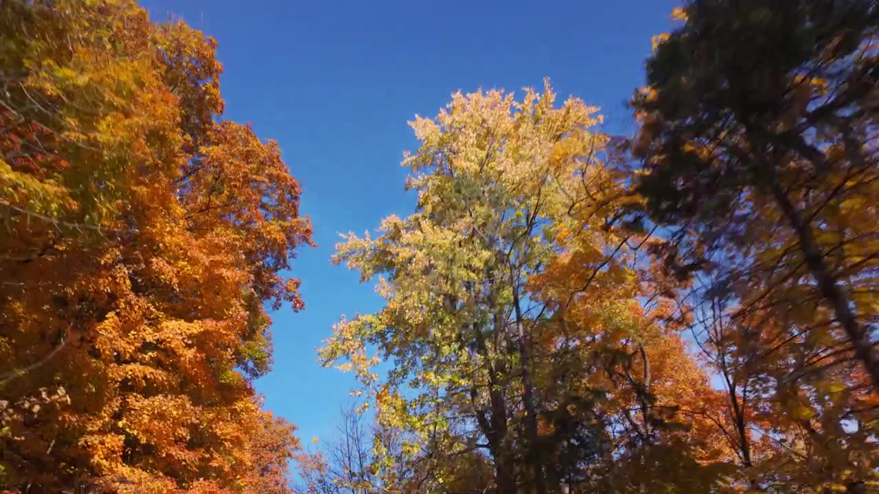 Alberi autunnali con i colori pieni dell'autunno al Parco Mount Royal, Montreal, Canada.