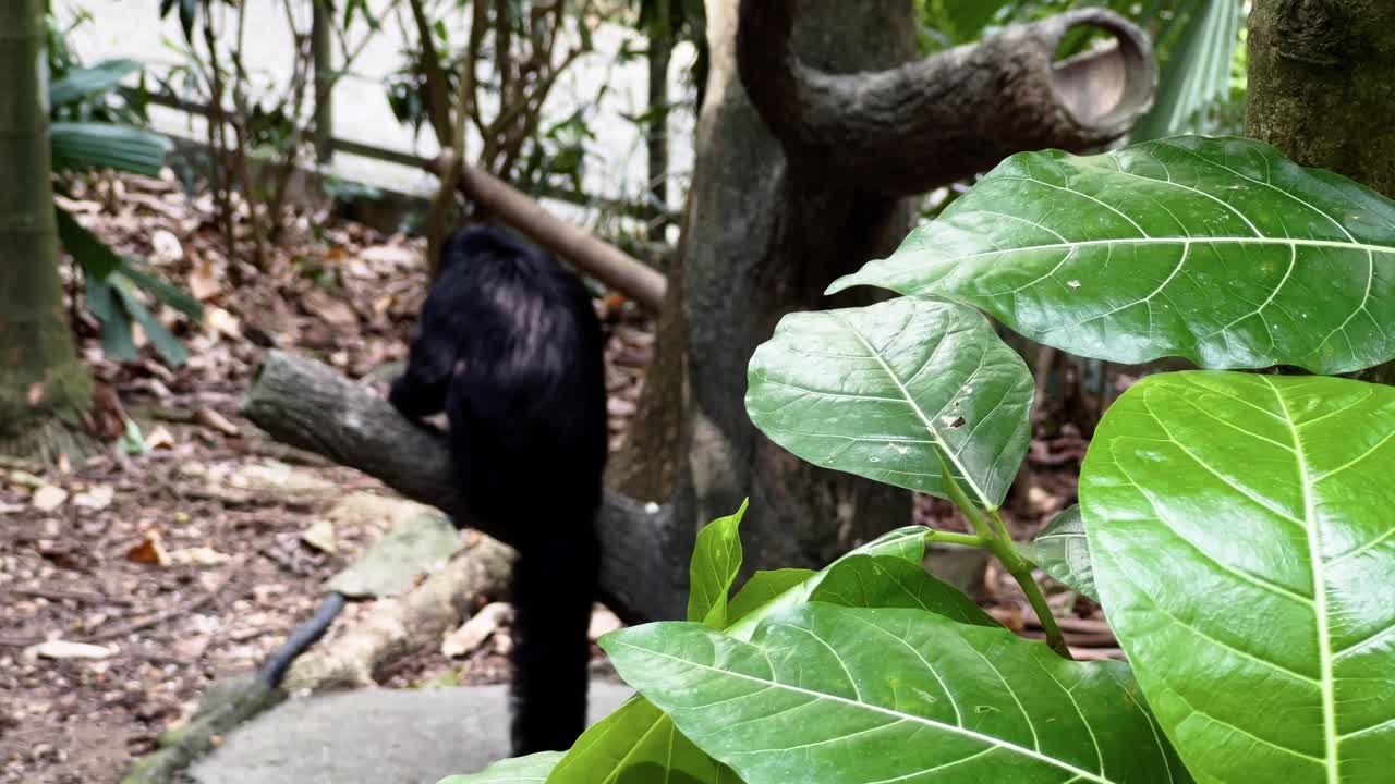 toma de seguimiento cinematográfico que captura la parte posterior de un tímido mono saki de cara blanca descansando en la rama de un árbol con la cola colgando en las maravillas del río singapur, zoológico safari, reservas mandai