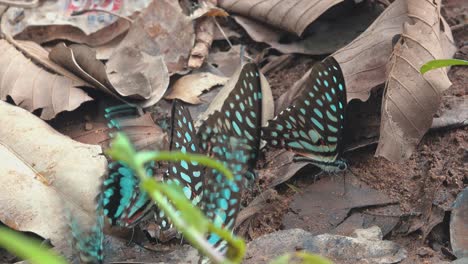 coloridas mariposas azules en las hojas