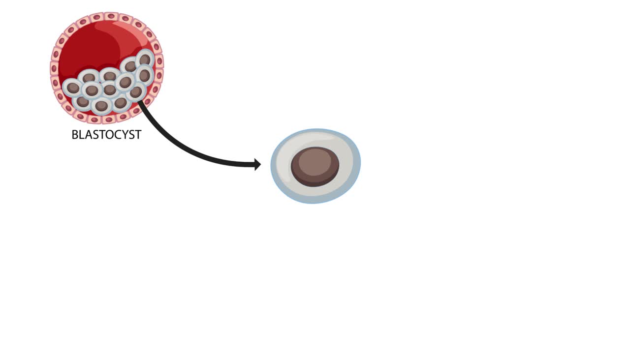 Animation showing stem cells becoming various cell types
