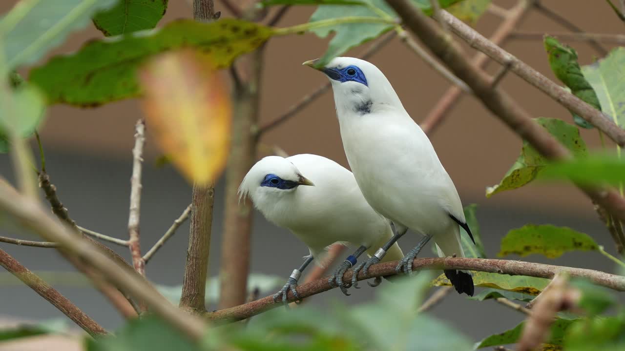 dos raros bali myna, leucopsar rothschildi, encaramados en la rama de un árbol, explorando los alrededores, extienden sus alas y vuelan lejos, fotografía de cerca de especies de aves en peligro crítico de extinción