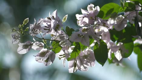 wide establishing shot of flower white bougainvillea in spring time | medium