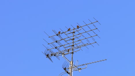 a group of pigeons perched on an antenna and against the backdrop of the sky