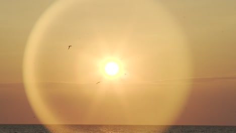 beach sunset with glowing sun and birds flying through frame in slow motion