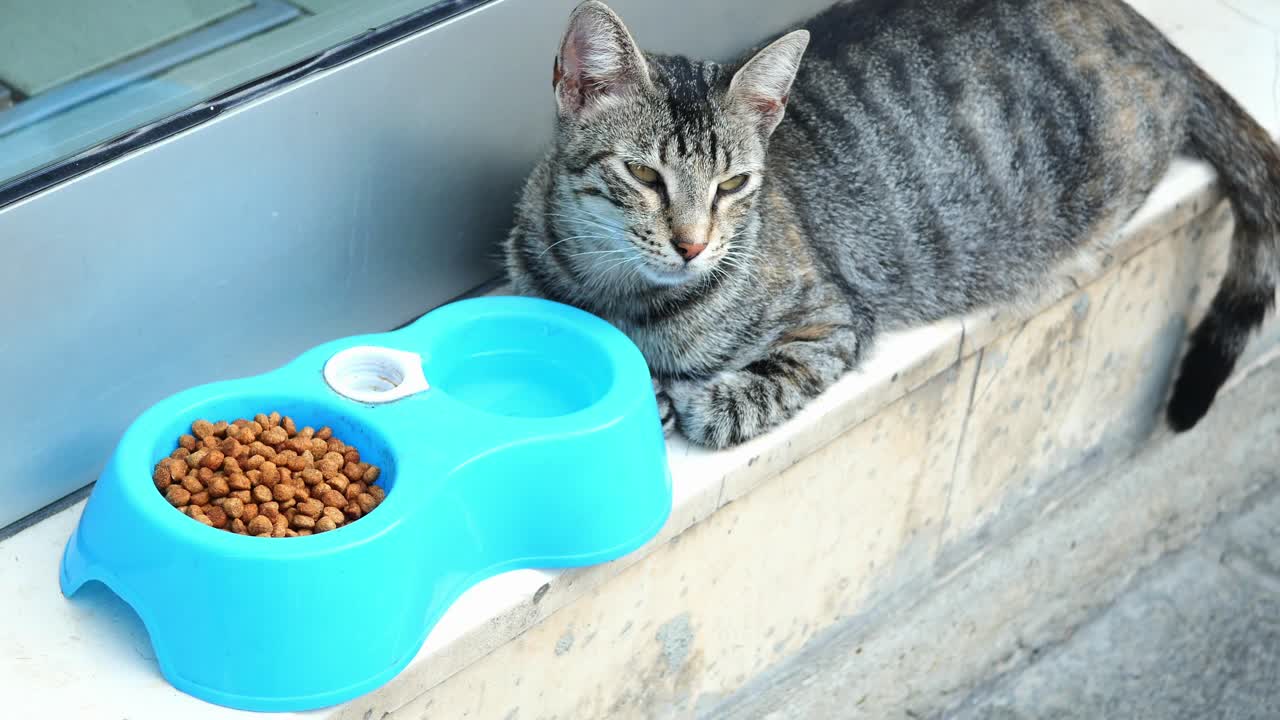 Eine graue getigerte Katze ruht draußen neben einem Futter- und Wassernapf