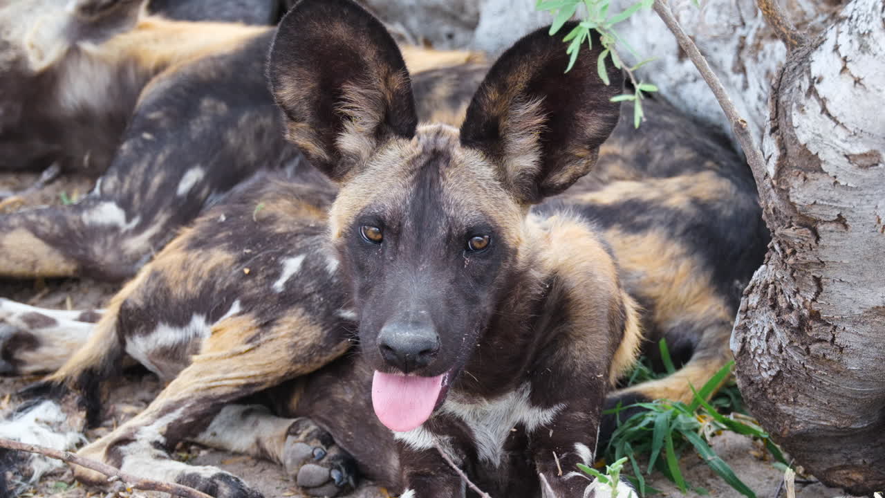 perro salvaje africano en peligro de extinción con la lengua afuera mirando a la cámara