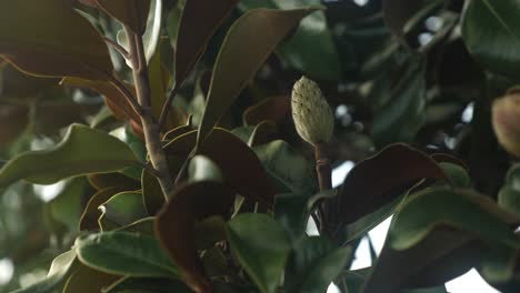 magnolia flower on a tree in tenneessee