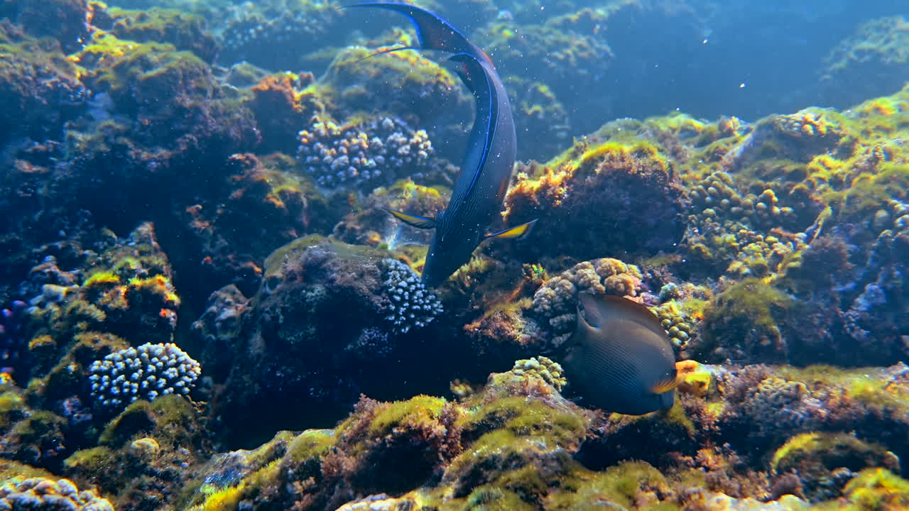 Close up of a Sohal surgeonfish swimming near a coral reef
