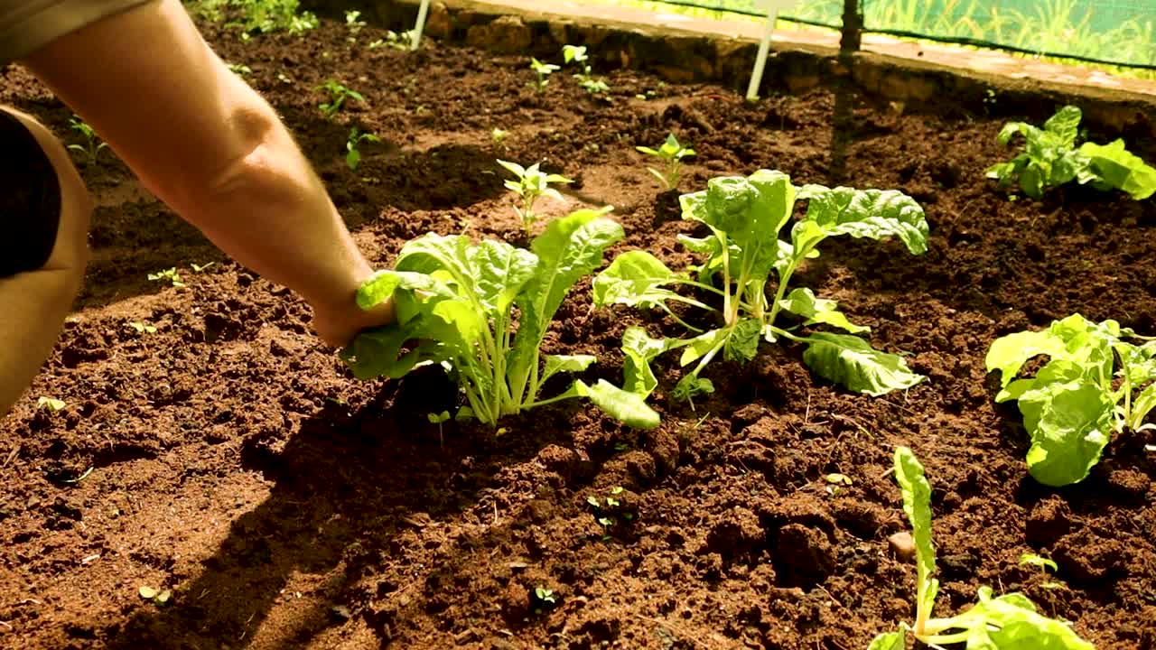 homesteading hombre comprobando lechuga en invernadero