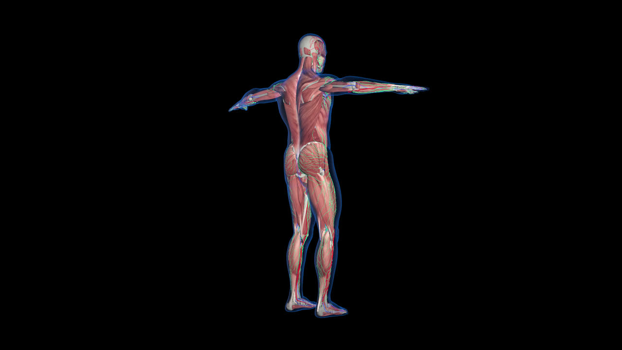 Male Anatomy With Alpha Channel