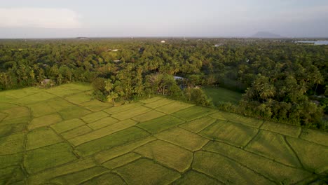 Exuberantes-Plantaciones-De-Té-En-Sri-Lanka-Durante-La-Hora-Dorada,-Vista-Aérea