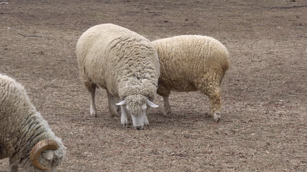 ovejas blancas domésticas en el zoológico buscando comida en el suelo durante el día