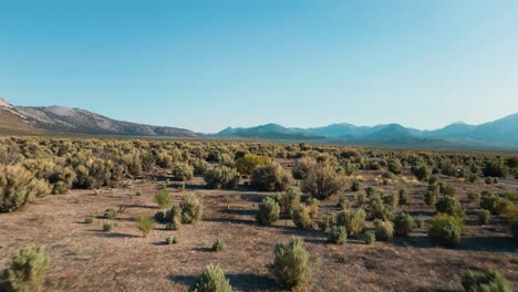 an expansive landscape with shrubs, bushes and mountains in the backdrop