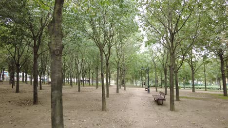 park alley with trees and bench