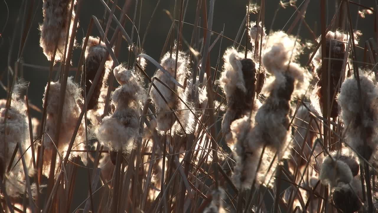 viento que sopla a través de la caña de maza, principios de la temporada de primavera cerca de un río