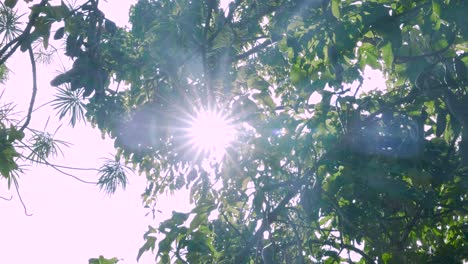 An-Einem-Sonnigen-Tag-Fallen-Sonnenstrahlen-Durch-Dichte-Baumblätter