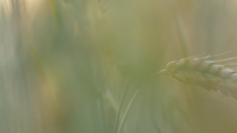 Wheat-Stalks-in-the-Fields-Macro-Shot