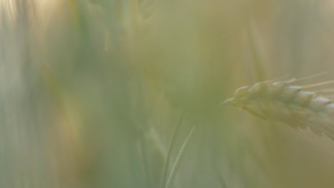 wheat stalks in the fields macro shot