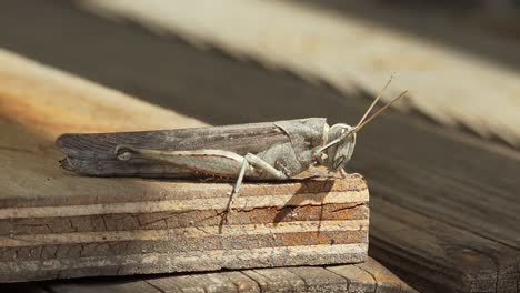 female grasshopper cleaning antenna with front leg, macro shot 4k 24p