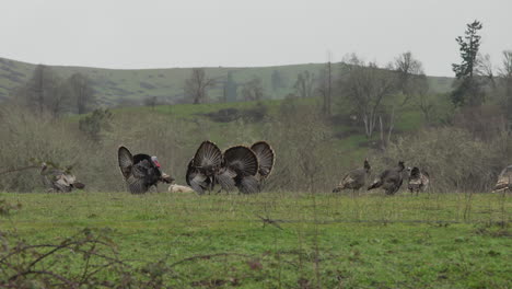 male wild turkeys displaying tail feathers in open pasture farmland