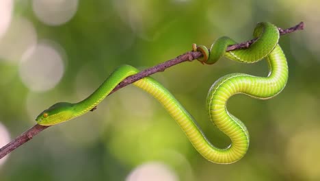 白唇坑蛇 (white-lipped pit viper) 是亞洲東南部一種有毒的坑蛇,通常在夜間在有大量食物的水域附近等待在樹枝或樹枝上