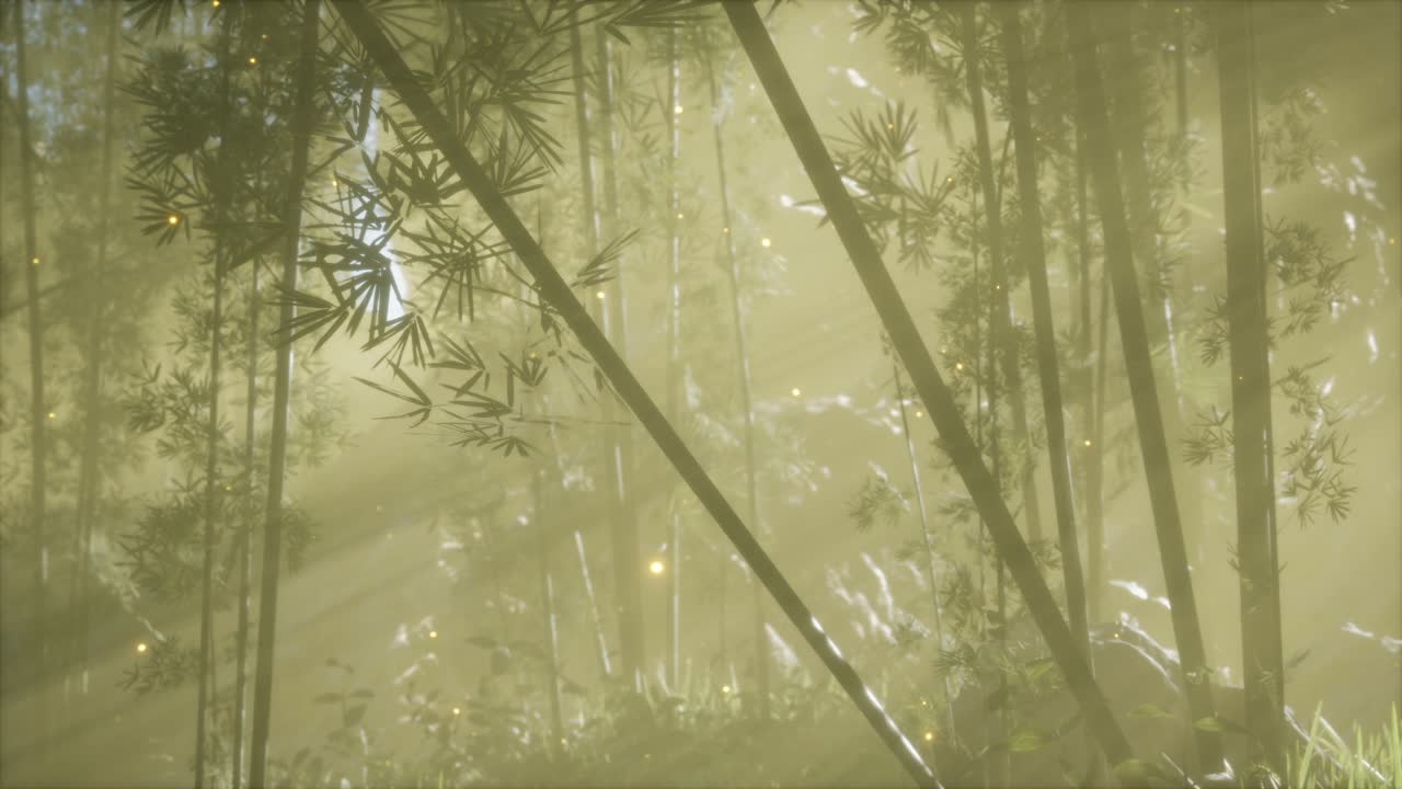 아시아 대나무 숲과 아침 안개 날씨