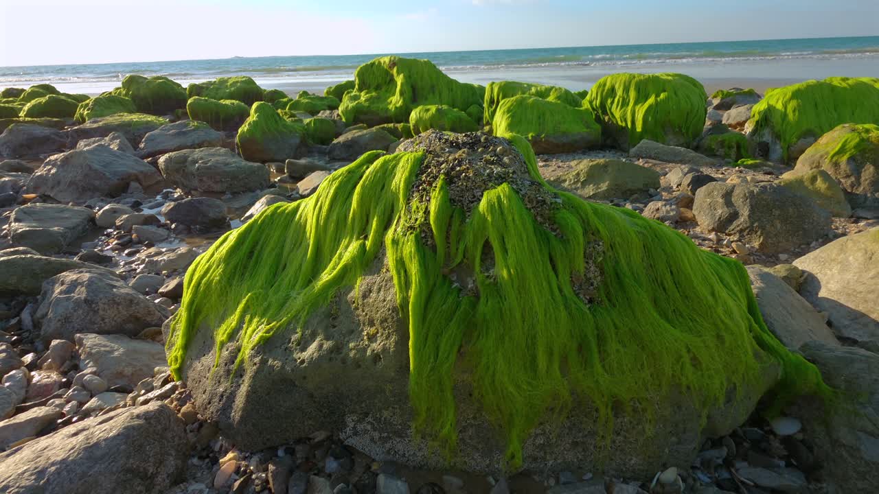 Grønne havalger, tang, ses langs kystlinjen på en strand i Ras Al Khaimah, UAE