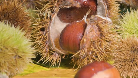 natural october autumn nut fruit know as chestnut