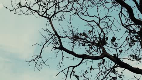Blick-Auf-Den-Blaugrauen-Himmel-Durch-Zweige-Eines-Nussbaums-Mit-Spärlichen-Blättern-Im-Winter